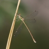 IMG_1661 Lestes barbarus